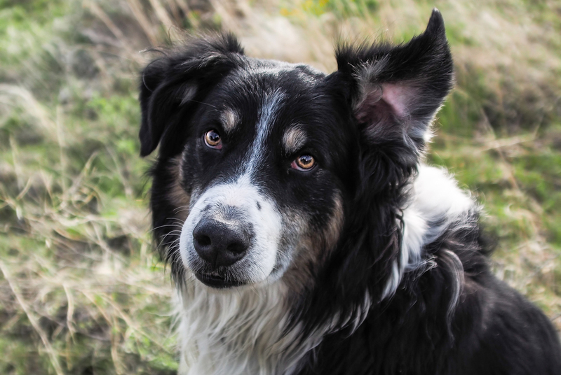 Английская овчарка – вислоухий пес
