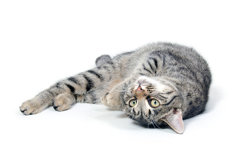 полосатый кот