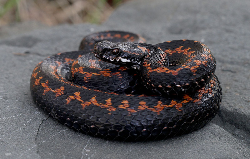 кавказская гадюка