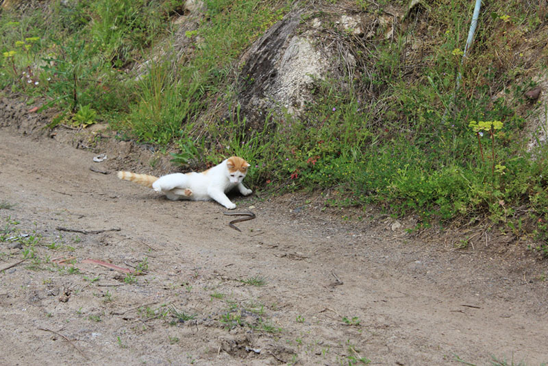 змея укусила кота