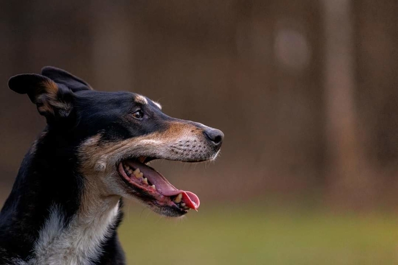 Колли из Новой Зеландии