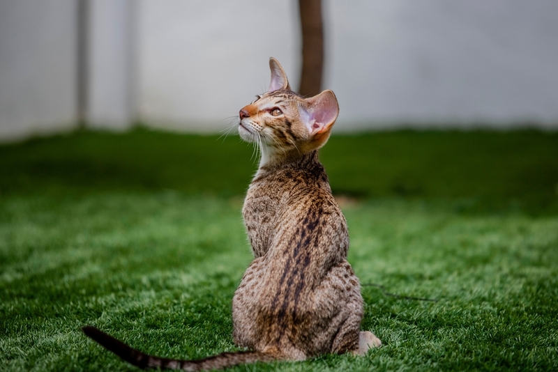 Ориентальные кошки живут одинаково вне зависимости от пола