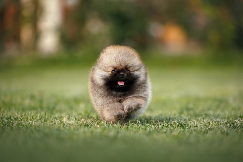 Нужно контролировать, сколько весит померанский шпиц