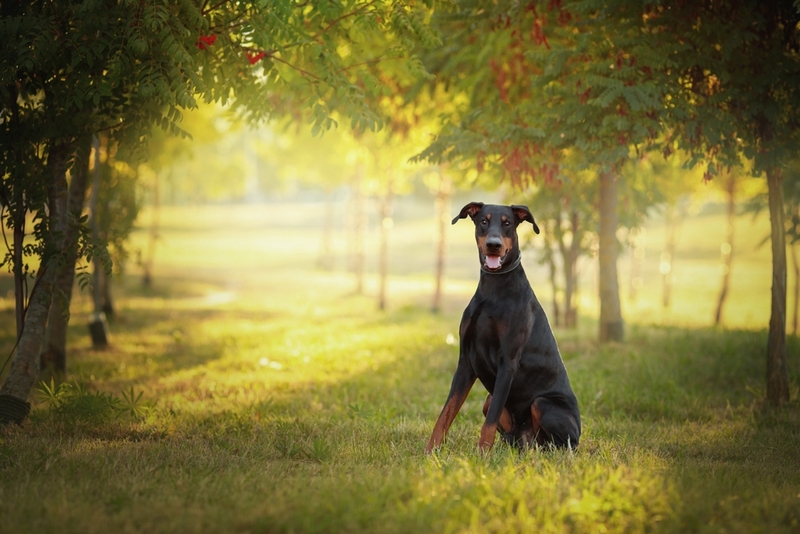 На последних сроках беременности у добермана может выпадать шерсть