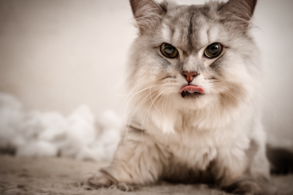 Почему у котов язык может стать шершавым?