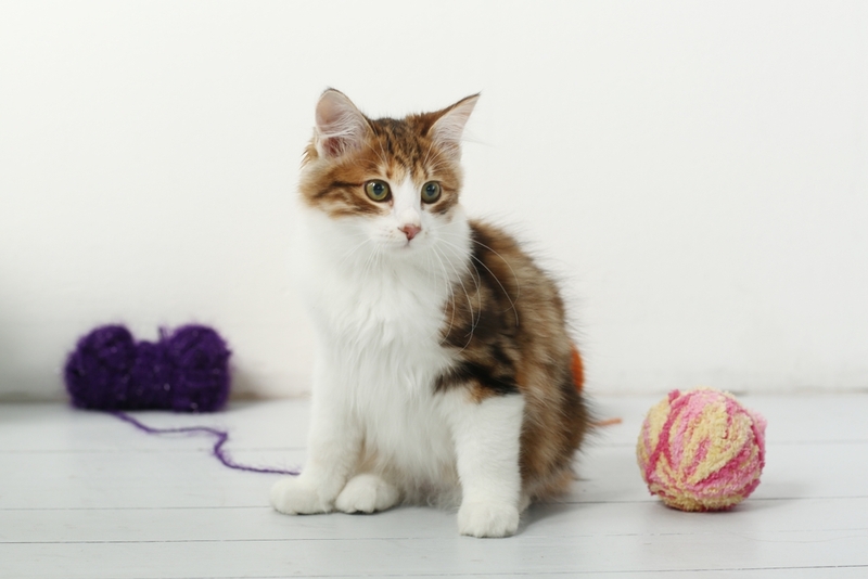 Кошки без хвостов считаются здоровыми питомцами