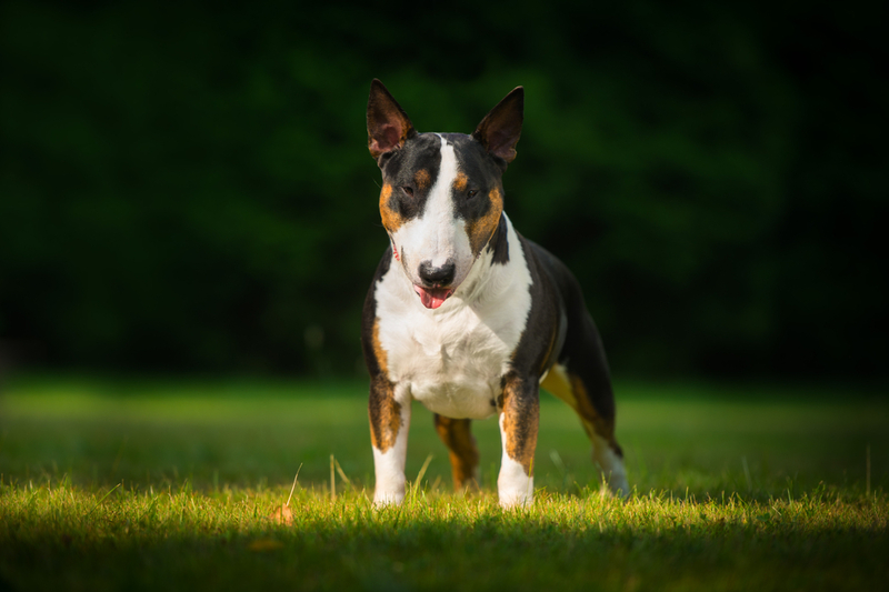 Средняя продолжительность жизни бультерьера составляет около 13 лет
