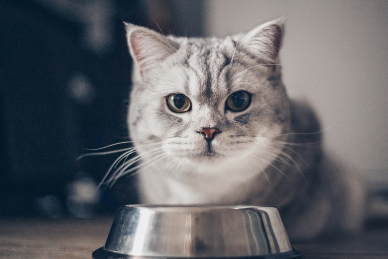 Переедание – одна из причин лишнего веса у кошки