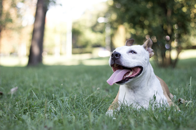 Владельцу важно знать, сколько прожил его американский бульдог