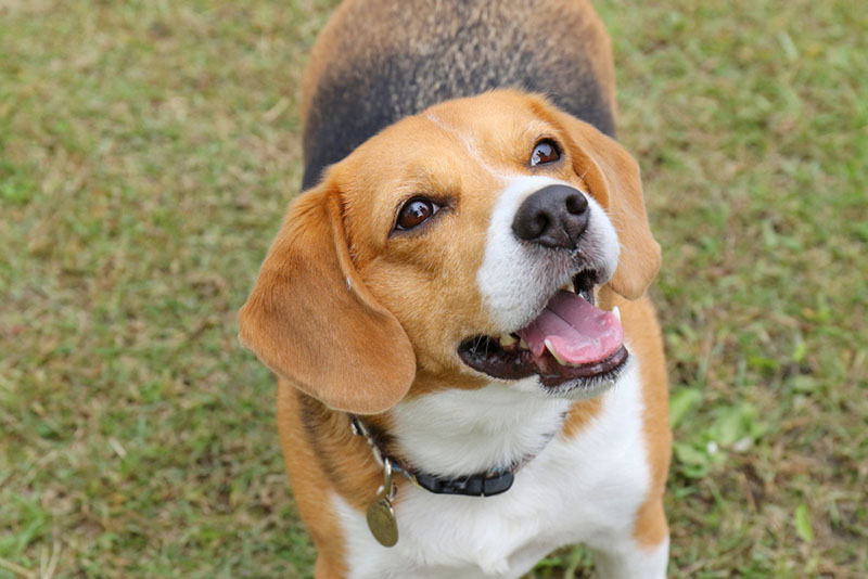 взрослый бигль