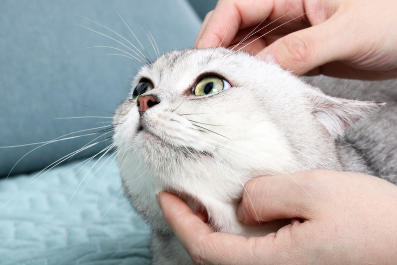 Кошке с перхотью требуется уход