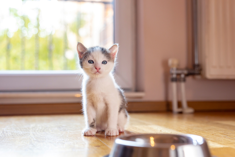 Для адаптации в новом доме нужно использовать специальный корм для котят