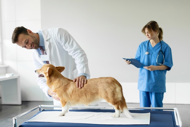 Вестибулярный синдром считают опасной патологией у собак