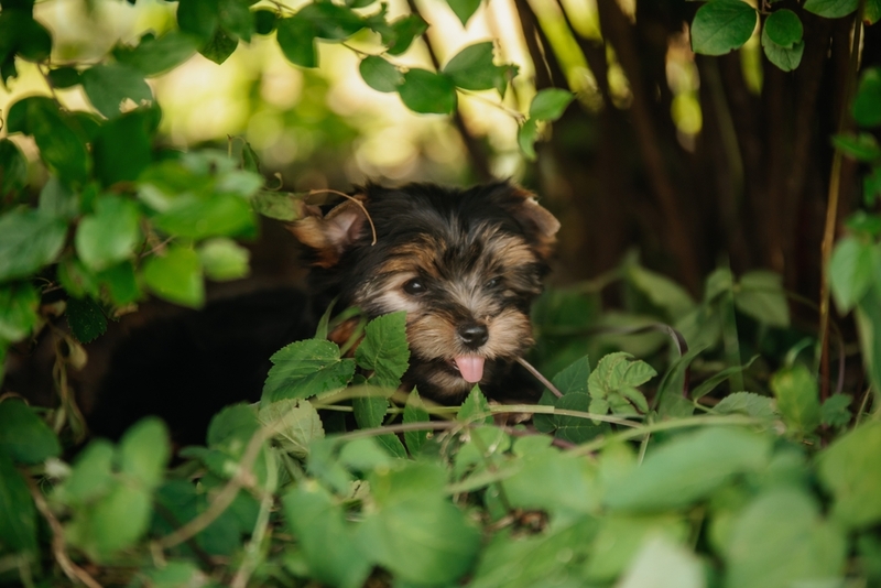 Черный йорк в парке