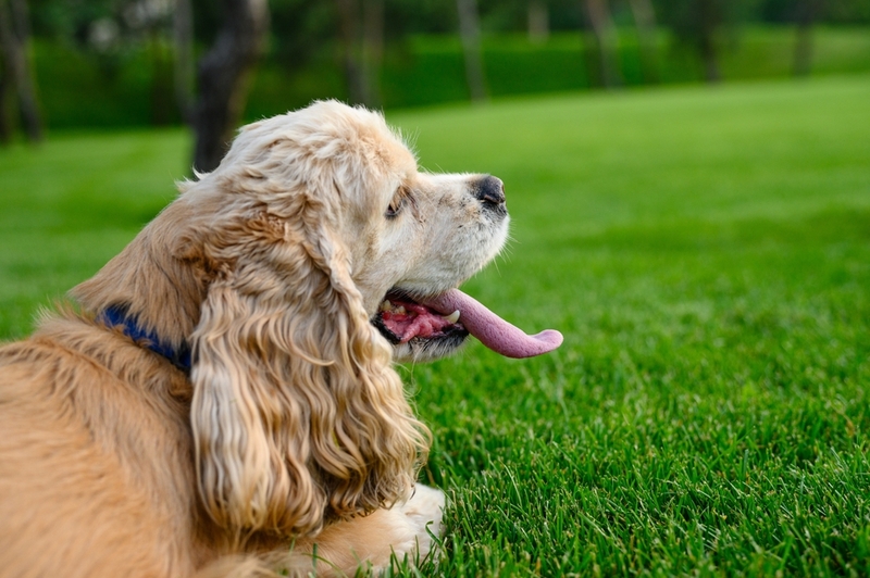 Сколько живут американские кокер-спаниели в норме?