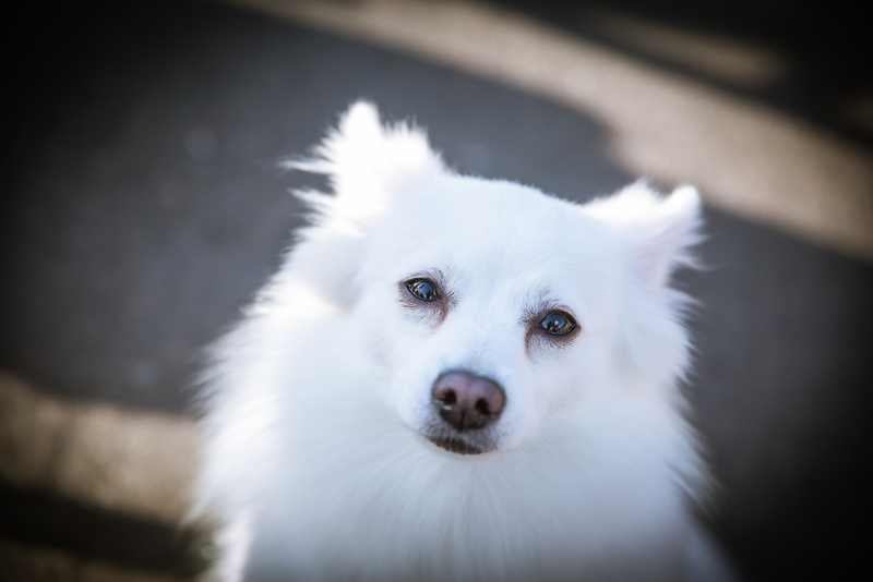 Порода собак, похожая на лису