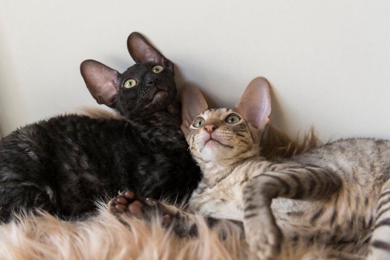 На срок жизни корниш-рекса влияют разные факторы