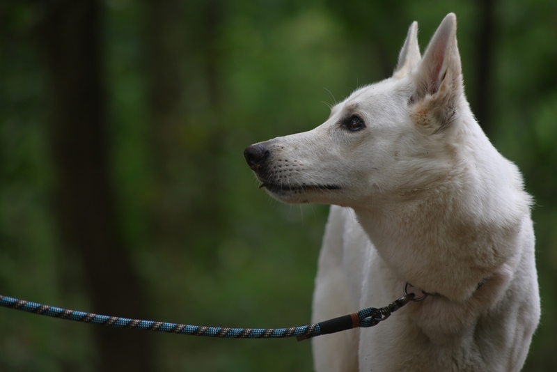 Так выглядит белая немецкая овчарка