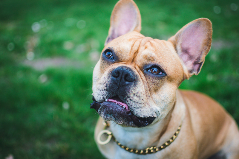 Владельцу важно знать, сколько этапов длится течка у французского бульдога