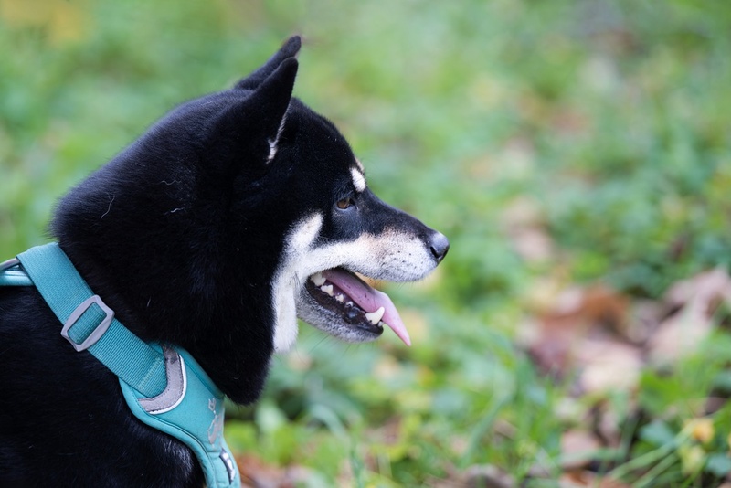 Хромота может быть симптомом болезни сиба-ину