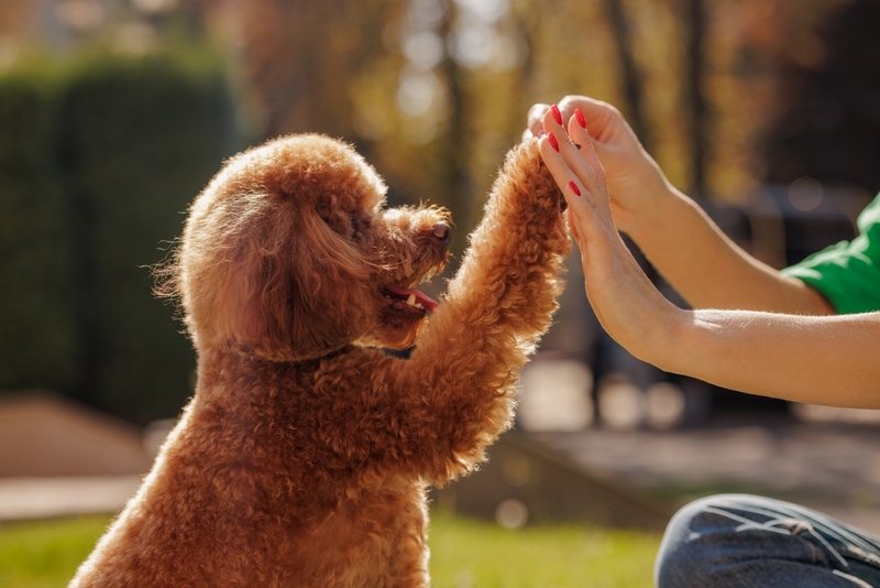 Если у мальтипу обнаружена болезнь, нужно посетить ветеринара