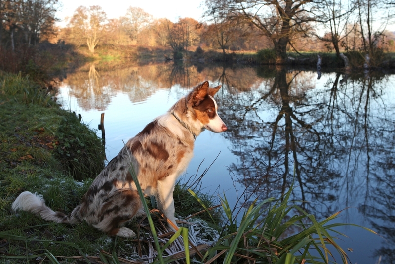 Норма в день для собаки должна быть обеспечена чистой водой