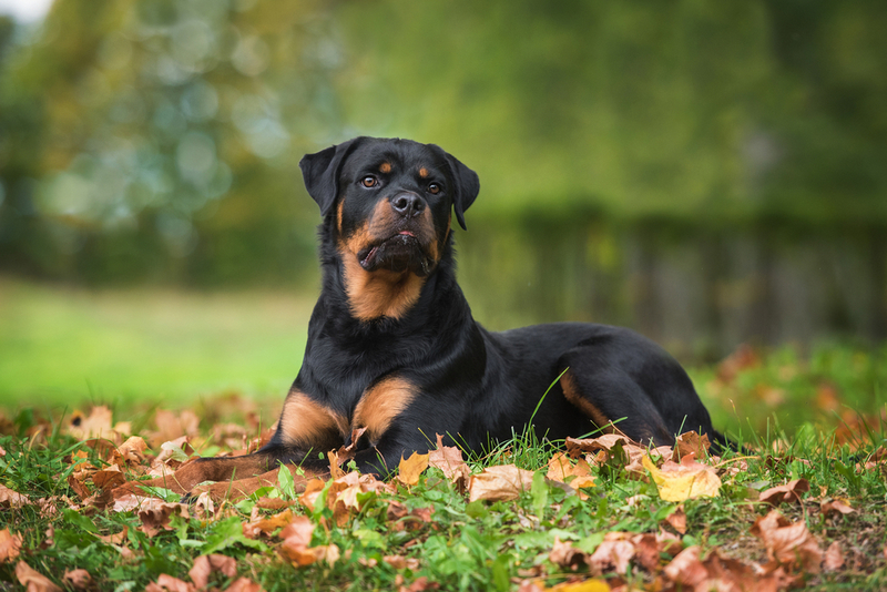 Течка у ротвейлера проходит дважды в год
