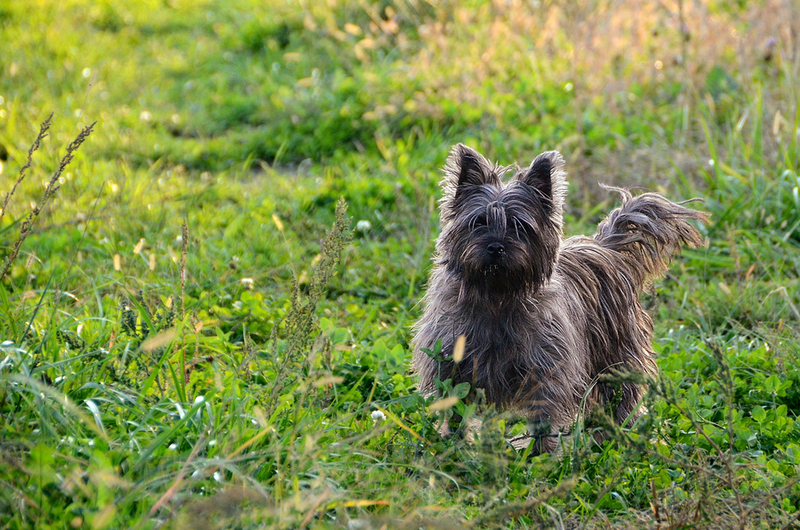 Керн – собака серого цвета