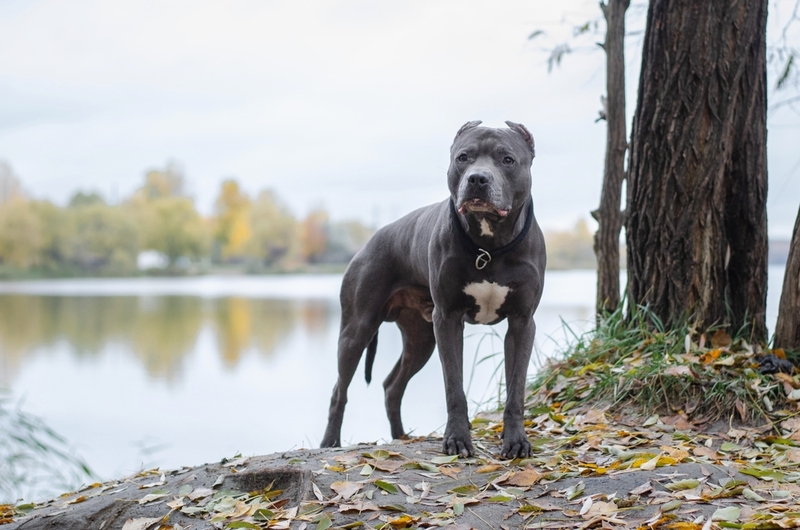 Черный питбуль у водоема