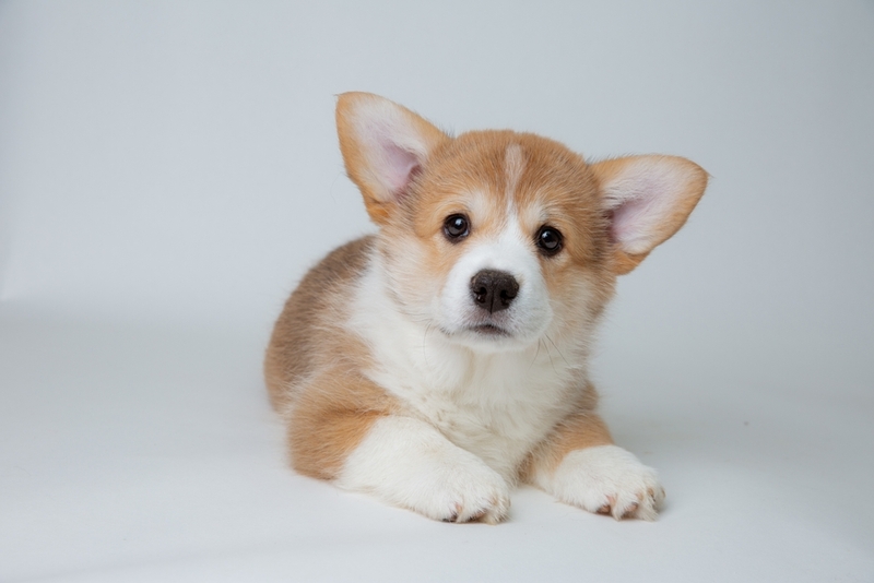 Колит у щенков может протекать тяжелее