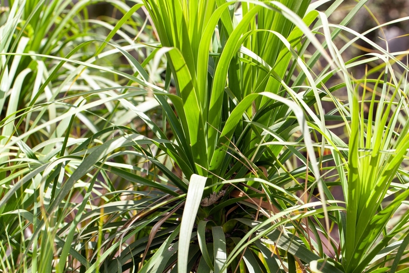 Бутылочное дерево считается безопасным комнатным растением для кошки