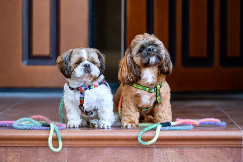 Течка у ши-тцу начинается примерно в 6 месяцев
