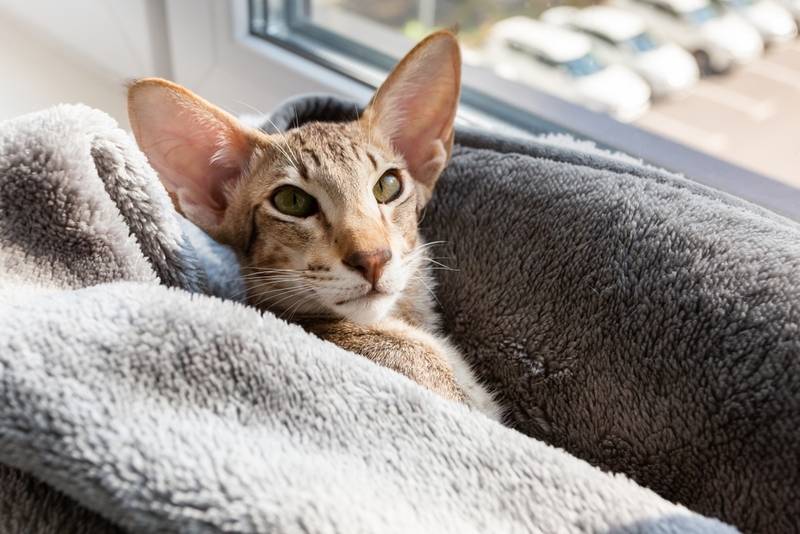 Самые умные породы кошек: где искать умную и преданную питомицу?