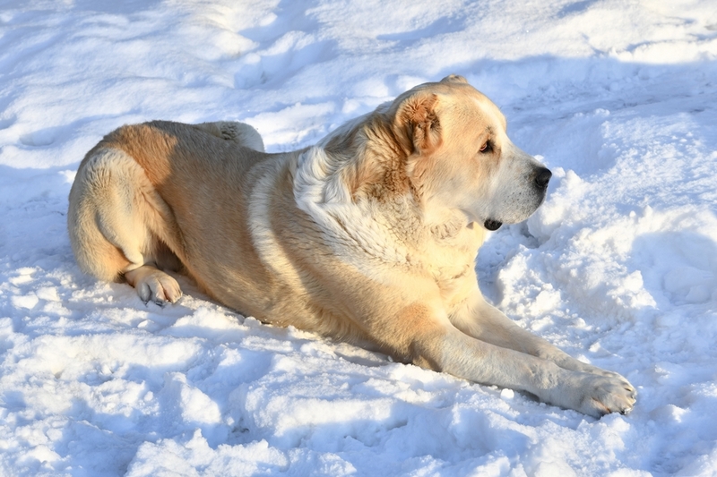 Владельцу важно контролировать, сколько весит алабай