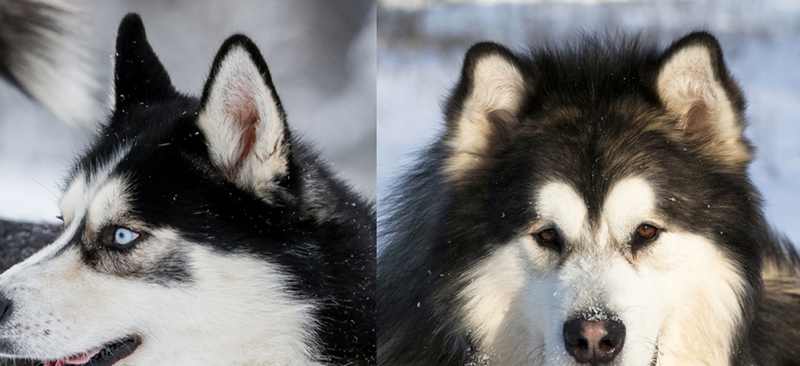 Сравнение формы ушей маламута и хаски