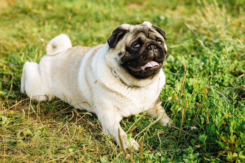 Необходимо точно знать, сколько по времени длится беременность у мопсов