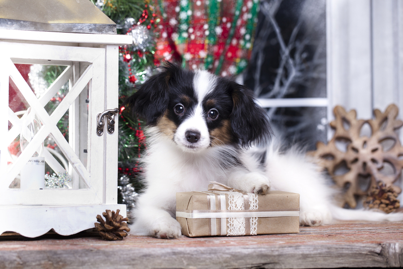 Фалены – вислоухие песики