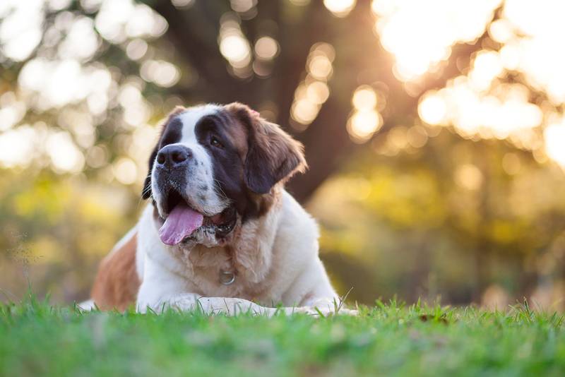 Сенбернар - порода собаки из фильма «Бетховен» | История и характеристики породы с фото