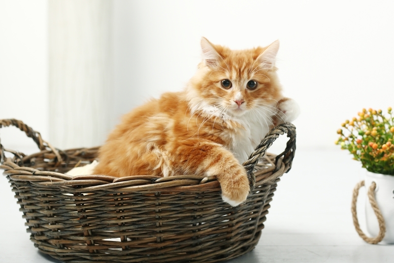 Продолжительность жизни курильского бобтейла не связана с полом кошки