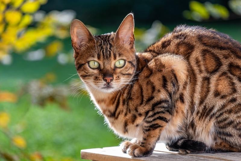 Важно следить, сколько весит бенгальская кошка по мере роста