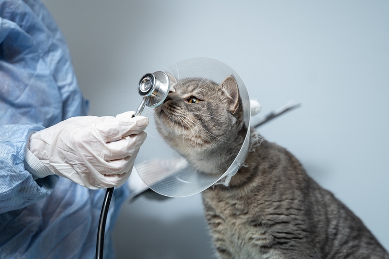 Кошке с грыжей может потребоваться попона