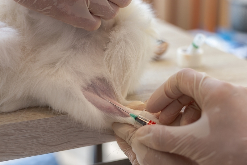 Почему важно знать, какая группа крови у собаки?