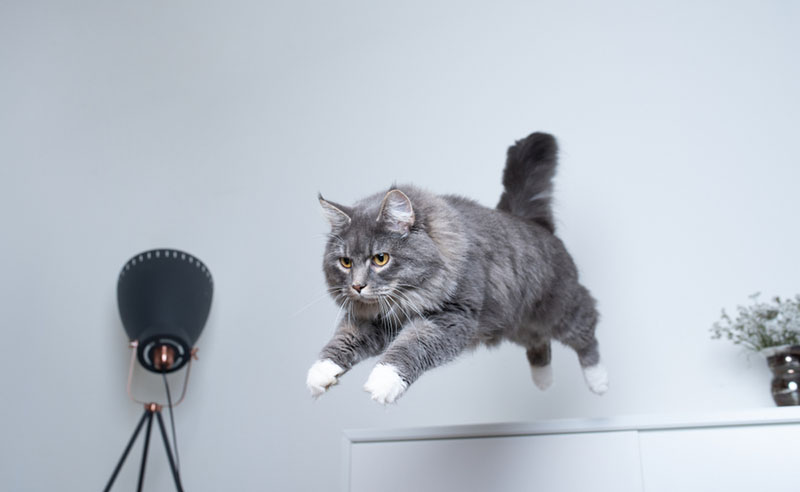 кошки не всегда приземляются на лапы