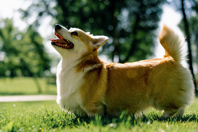 В парке собака почувствует себя раскованнее для фото