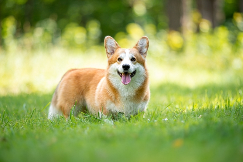 Болезнь корги проявляется симптомами
