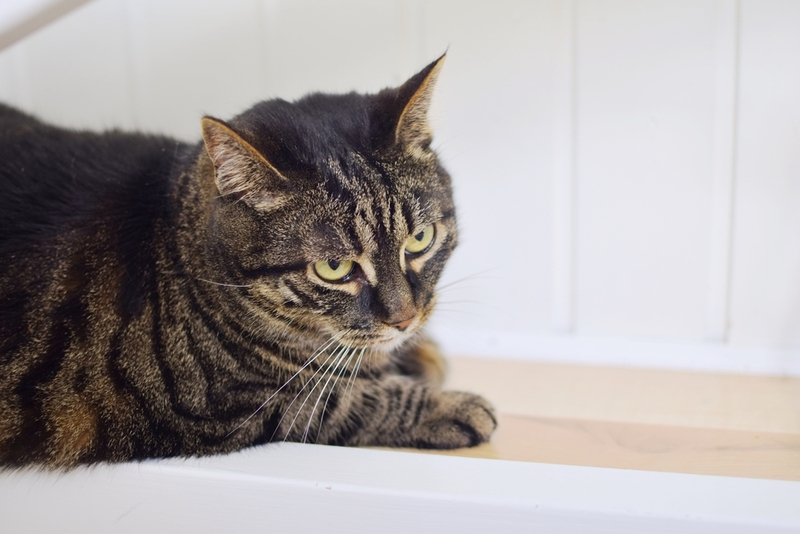 Каковы осложнения кошачьей депрессии?