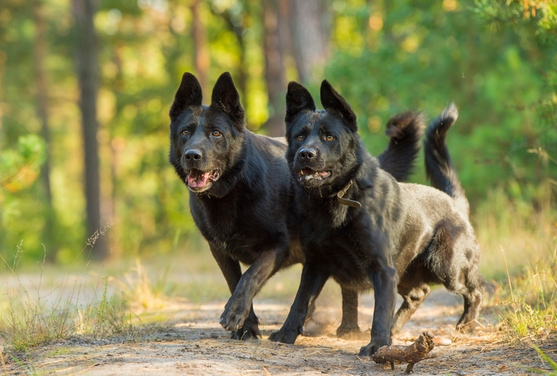 Две черные овчарки смотрят вперед