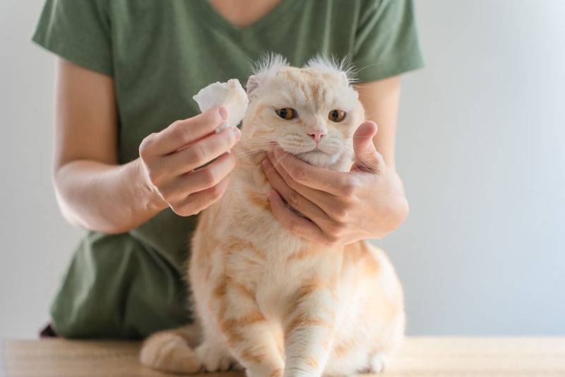Ушной клещ у кошек: что делать, если питомец чешет уши? Как проводить лечение