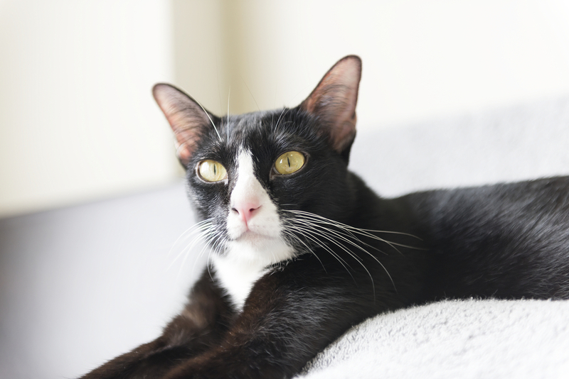 Колит у кошки может приводить к анемии