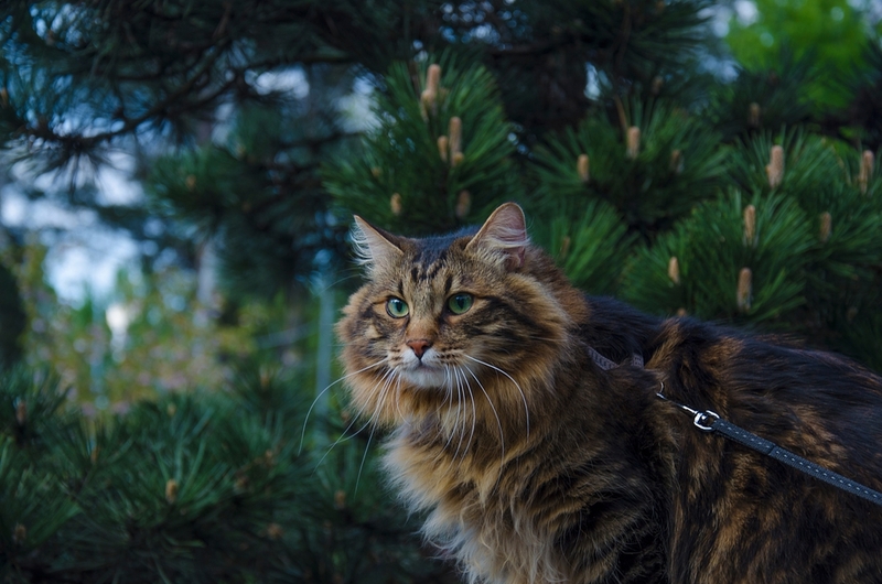 Срок жизни курильского бобтейла можно увеличить